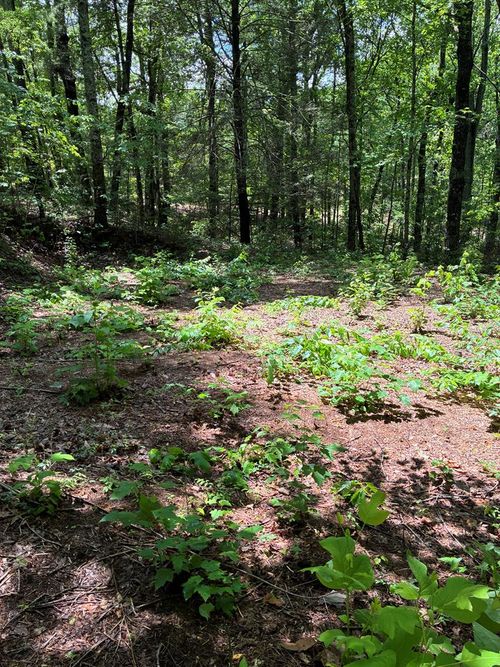 L66 67 Lynx Court, Ellijay, GA, 30540 | Card Image