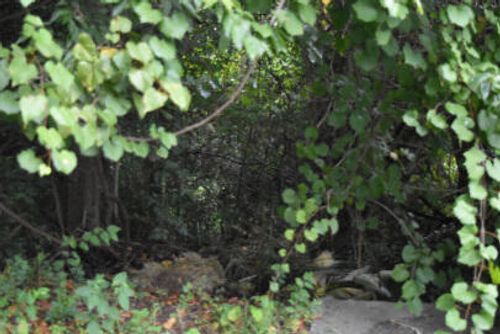 0 Irick St, Eutawville, SC, 29048 | Card Image