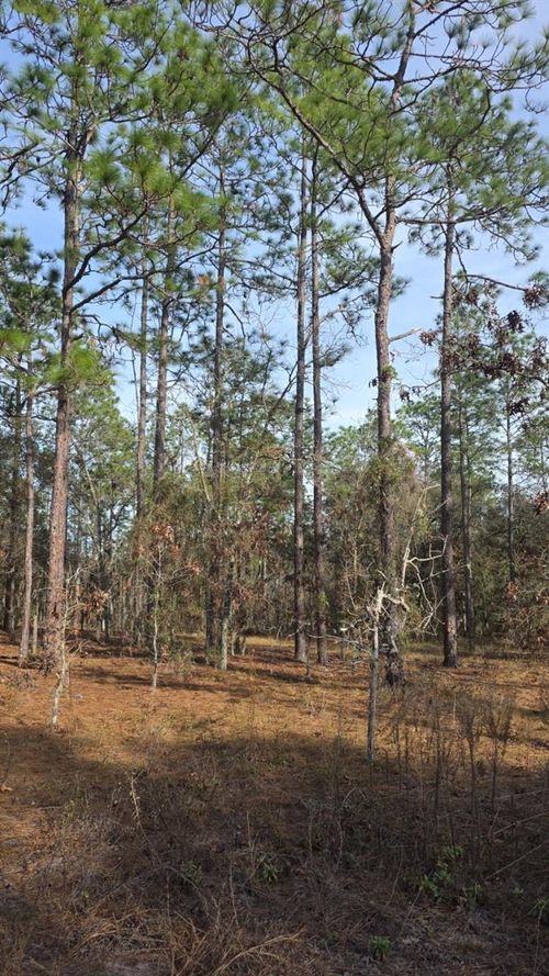 0 NW Alvarez Rd N Nw Alvarez Rd Highway, Dunnellon, FL, 34431 | Card Image