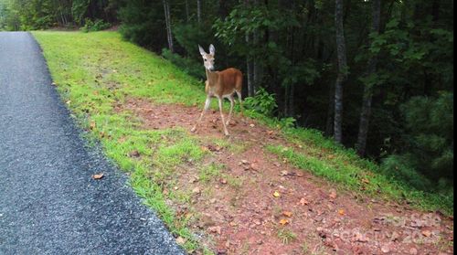 lots 11/12 South Pointe Road, Mill Spring, NC, 28756 | Card Image