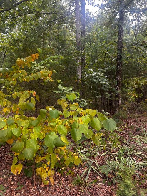 1223 Mill Creek Rd, Higden, AR, 72067-9233 | Card Image