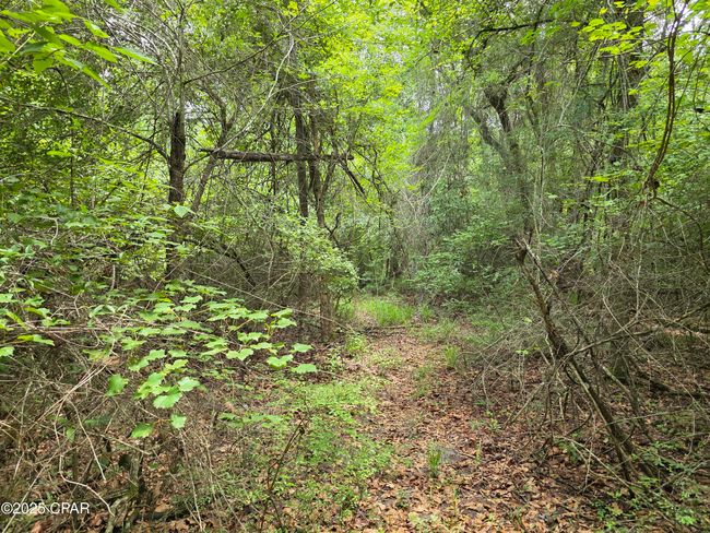 0 River Rd. Road, Home with 0 bedrooms, 0 bathrooms and null parking in Bascom FL | Image 16