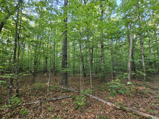 3 Woodfern Ln, Home with 0 bedrooms, 0 bathrooms and null parking in Coalmont TN | Image 7
