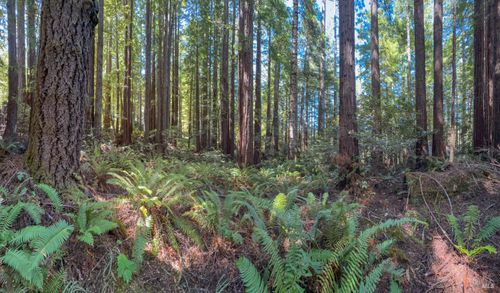 36505 Deep Woods Dr, The Sea Ranch, CA, 95497 | Card Image