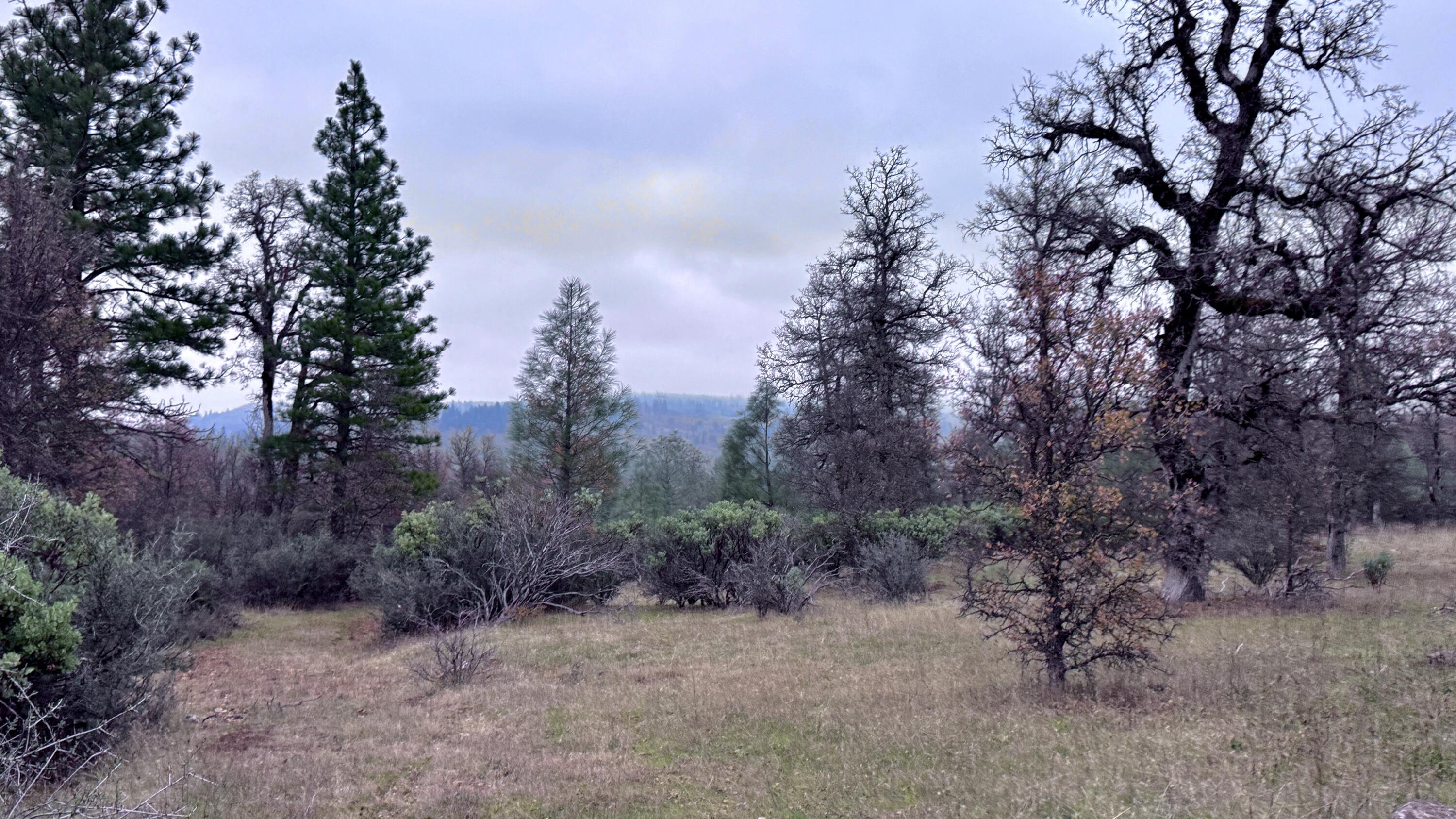 Land in Montgomery Creek 5