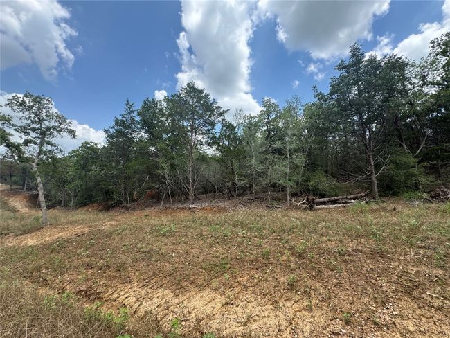 View of tree filled area | Image 6