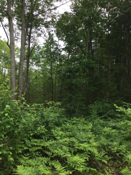 Parcel K Dodge Lake Road, Gaylord, MI, 49735 | Card Image