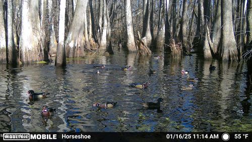 00 Quofaloma Rd, Tchula, MS, 39169 | Card Image