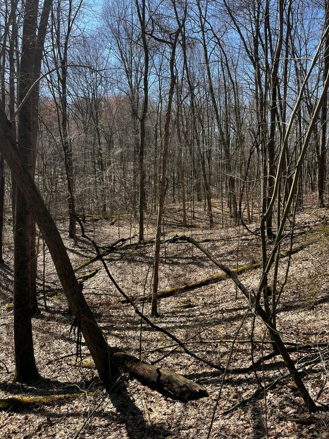 12100 Woodland Trl, Home with 0 bedrooms, 0 bathrooms and null parking in Davisburg MI | Image 32