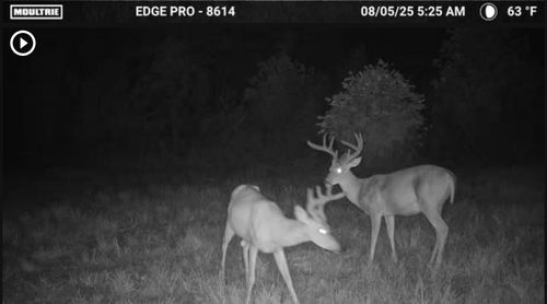 3317 Cow Branch Rd, West Liberty, KY, 41472-7681 | Card Image