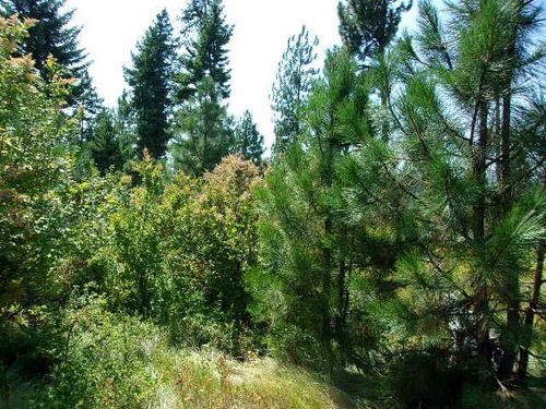 XX Hoag Rd, Valley, WA, 99181 | Card Image