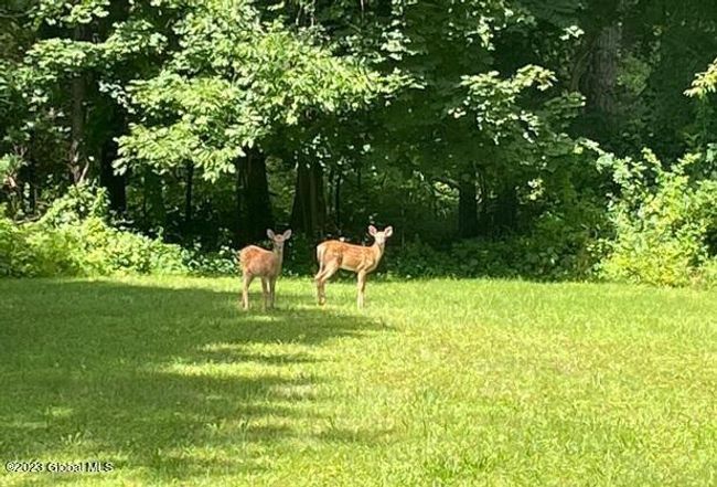 Two Fawns in Backyard | Image 30