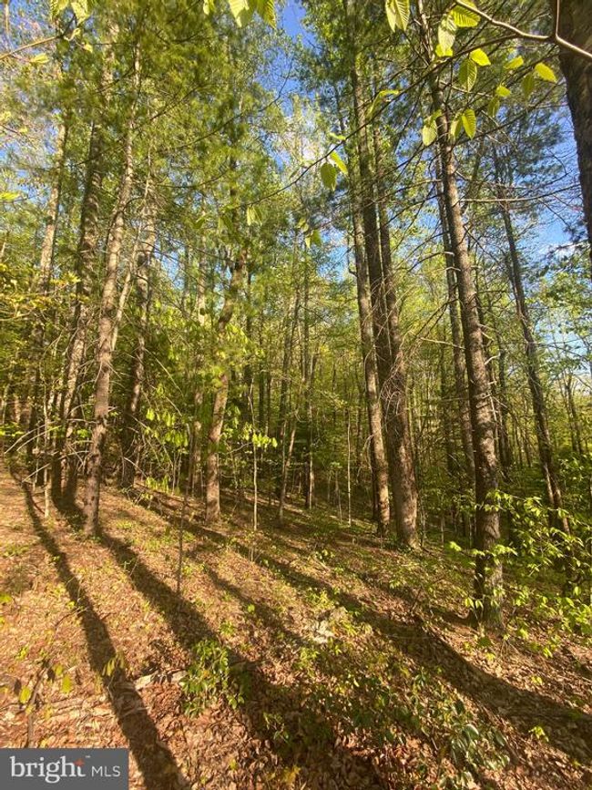 0 Revenooer Rd, Home with 0 bedrooms, 0 bathrooms and null parking in MADISON VA | Image 8