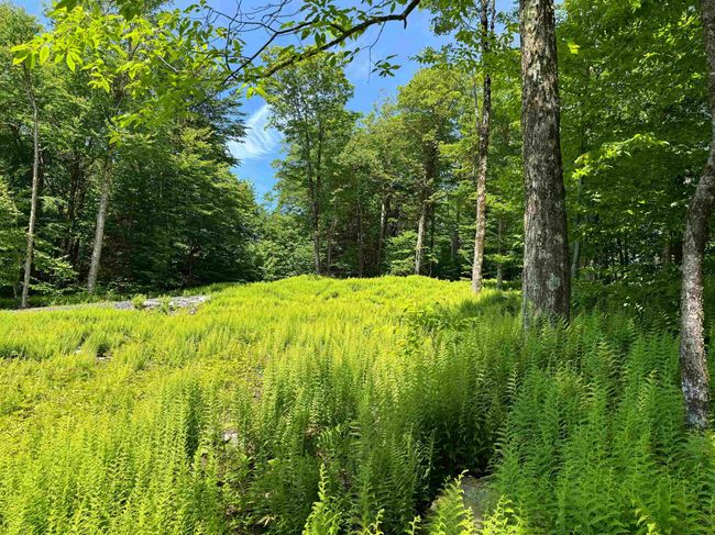 0 Spruce Grove Rd, Home with 0 bedrooms, 0 bathrooms and null parking in Wilmington VT | Image 5