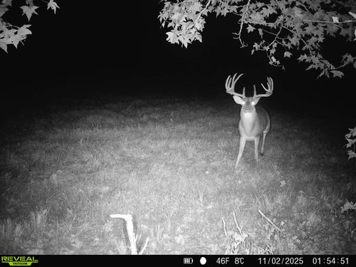 TBD Cr 2738, Naples, TX, 75568 | Card Image