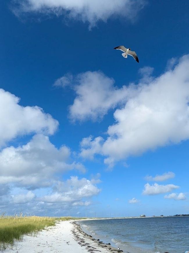 Beach from Dog Island bayside | Image 28
